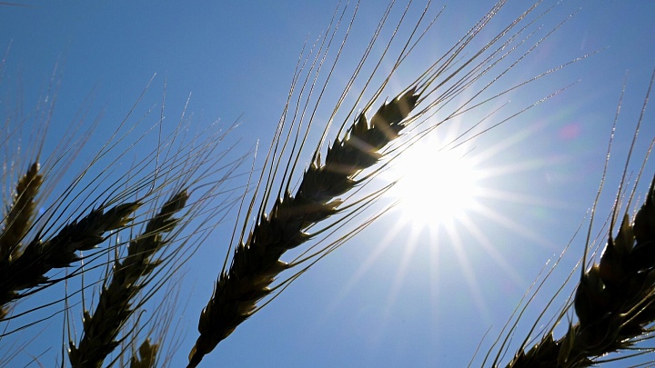 Казахстан снимет запрет на ввоз пшеницы с первого января